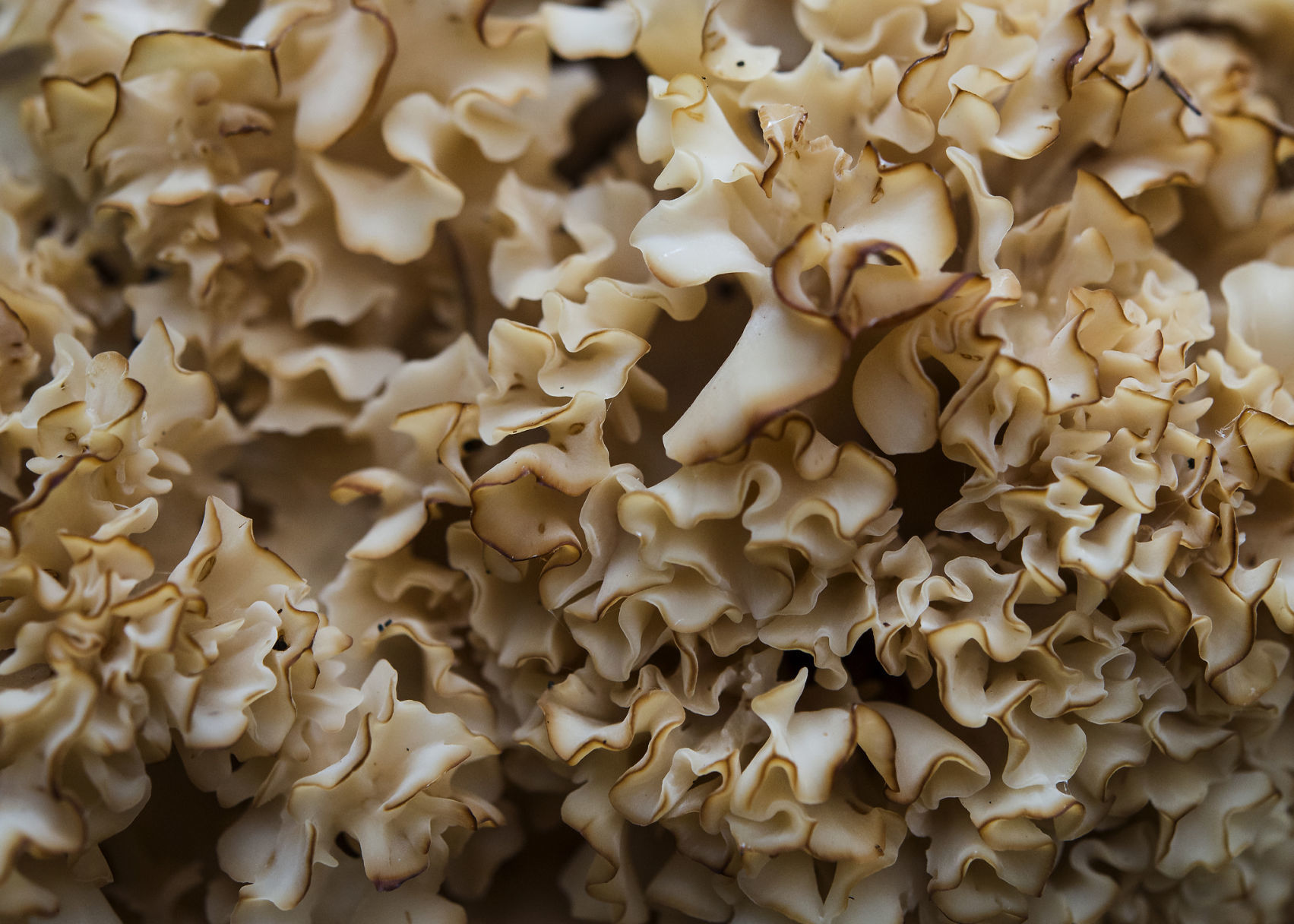 Mushroom- Cauliflower Coral